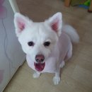 지애세탁소 | 아기와 반려견 웨건 같이타요~~
