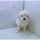 도그마루 천안지점 이미지