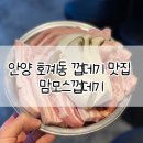 맘모스껍데기 이미지