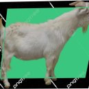 덕이꿀꿀이 | 파비플로라 체중감량 성공했어요! (한 달, -5.6kg) 후기