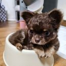 베베펫 천안 강아지분양 고양이분양 이미지