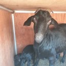 화천흑염소농장 이미지