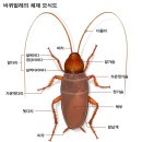 같이 살고 있는 그 녀석들을 알아보자. 이미지