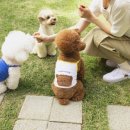 아꼬떼 이미지