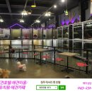 펫1번가미용 이미지