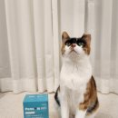 벳전문약국 | 임상 원료로 고양이 신장관리 장 건강을 한 번에! 페노비스 벳 고양이 유산균