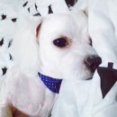 빠박이 애견미용 이미지