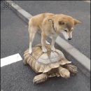 자가용 샀떠 이미지