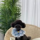 조아하멍
