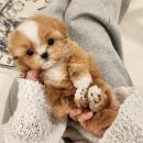 신도시켄넬 이미지