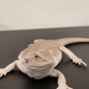 파충류샵 렙타일스테이션 이미지