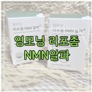 모닝 | 영모닝 NMN 후기｜NMN 영양제 효과, 아침 컨디션 변화 솔직 리뷰