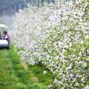 사과꽃향기 이미지