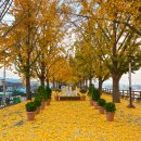 21.은행나무길(경제진흥원) | 11월 단풍 명소 아산 곡교천 은행나무 실시간 주차정보
