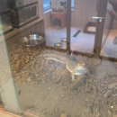 (주)더재미 | 김포 풍무동 쥬쿠아 ZOOQUA : 아이와 갈만한 곳 추천, 실내 동물원 중 만족도 최고