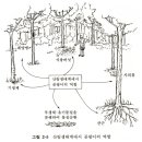 대표적인 기생성 곰팡이: 써코스포라(Cercospora) 이미지