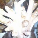 호동이네 이미지