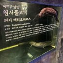 마루영상 | 사천 아라마루 아쿠아리움 솔직후기, 하마 하식이 보러 갔다가 슈빌 실물에 치이고 온 사연