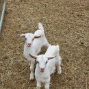 해원목장 이미지