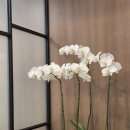 뮬피부과의원 이미지