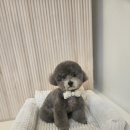 멍빨털빨 이미지