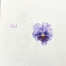 색연필 일러스트&보타니컬 아트(수시접수) | 보태니컬아트배우기/팬지꽃-풀잎문화센터북수원지부/수원장안구취미술