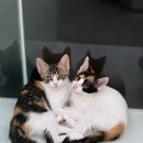 안녕, 멍냥 | 해피멍냥 고양이 분양 솔직 후기