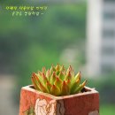 카리테스 Daum카페