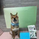 러쉬헬스 | (릴리스키친) 우프러쉬 우프브러쉬 것헬스(양치껌) 후기