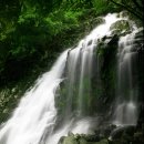 무등산버섯 이미지