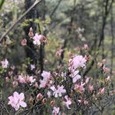 호성산장 | BAC등산 인증 4월 북한산 진달래 만발한 우이동 코스