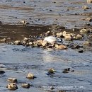 카페오일 | 코스트코 건강템 / 바에나 엑스트라버진 올리브오일 후기(feat. 카페 모쓰 쇼콜라사워도우)