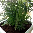 레드빈커피 이미지