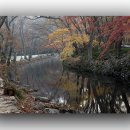 선운사단풍소식 이미지