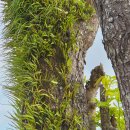 롯데리아 까치산역점 개방화장실 | 피노이와 함께 떠나는 3박 5일 보홀 신혼여행 🍫 - 6. 보홀 육상투어 / 초콜릿힐 / 맨메이드 포레스트...