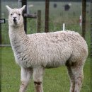 알파카