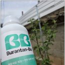 미니사과 키우기 도전기 귀촌 1년 차의 부란탄 바이오 사용 후기