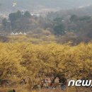 이천백사산수유꽃축제 6~8일 개최 이미지