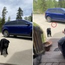 이웃집 댕댕이 이미지