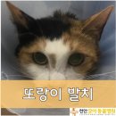 차암동물병원 이미지
