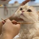 캣살롱코코 이미지