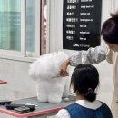 수 애견미용 이미지