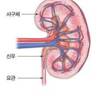 급성 사구체신염 단백뇨, 혈뇨 증상 원인균 치료 이미지