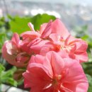 스윗가든 이미지