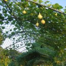 호박넝쿨 이미지