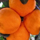 철이농장 이미지