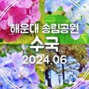 온천천시민공원 수국 이미지