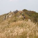 11월 10일 토요 당일 오서산(719m) 억새산행,젖갈시장 경유 신청방 이미지