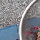 솔밭펜션 이미지