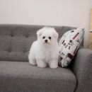 스타덤 펫살롱 네이버블로그